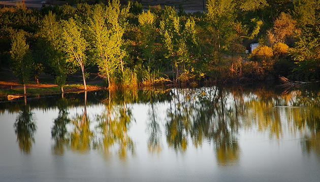 tree reflections on water