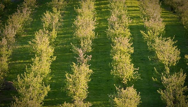 orchard scene