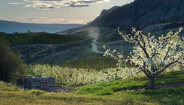 orchard scene from Wenatchee Heights