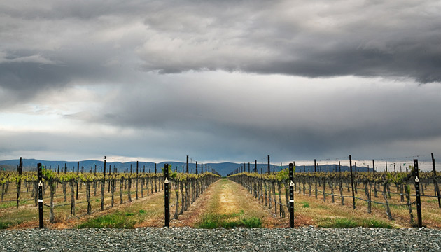 cultivated landscape