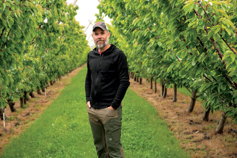 Washington State University horticulturalist Matthew Whiting stands between two rows of cherry trees