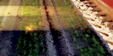 A high-powered laser shoots and destroys a weed in a vegetable field