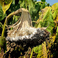 Sunflower destroyed by white mold