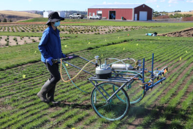 WSU doctoral student Xin Xin pushes a sprayer on an experimental field