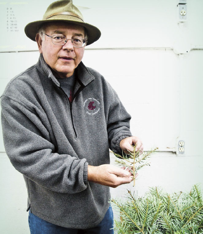Gary Chastagner holds an evergreen tree branch