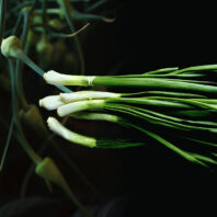 garlic scapes and scallions on a black background