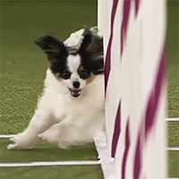 agility dog on course