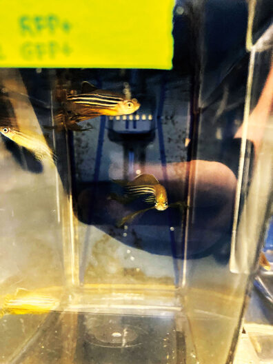 Two zebrafish in a research tank at WSU Vancouver