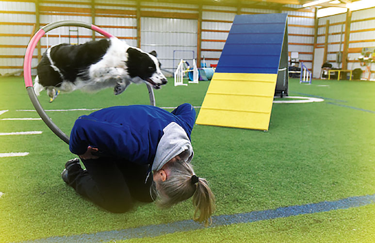 Dog jumps through a hoop on the back of a woman in agility training.