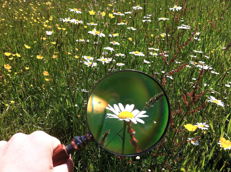 Daisy in a field seen through a magnifying glass