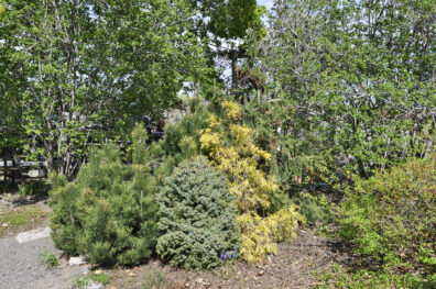 Yakima Master Gardeners