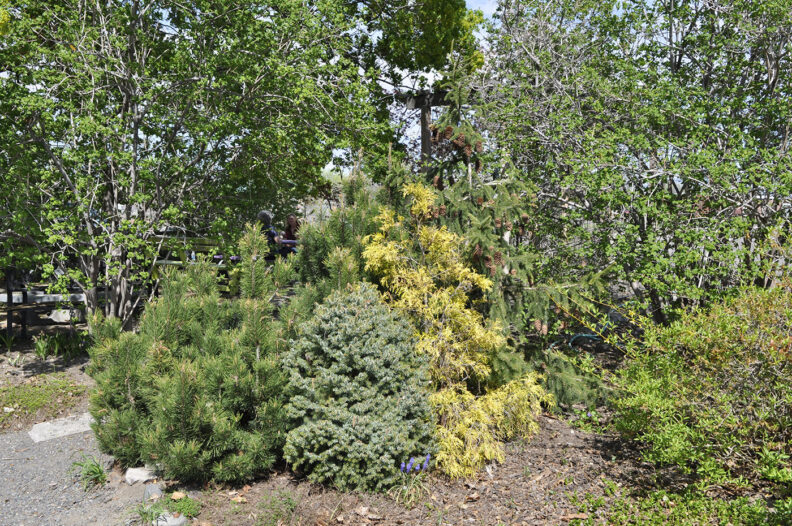 Yakima Master Gardeners