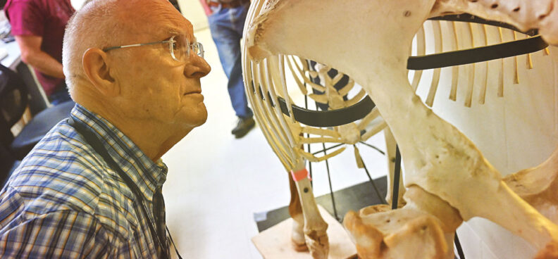 A man looks closely at an animal skeleton