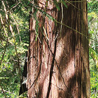 Ailing Western Red Cedar in Seattle’s Seward Park (Photo Wenda Reed)