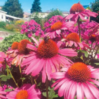 Pink and orange echinacea blooms in close up