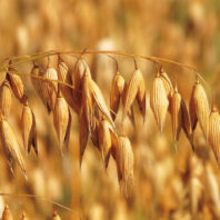 Closeup of oats