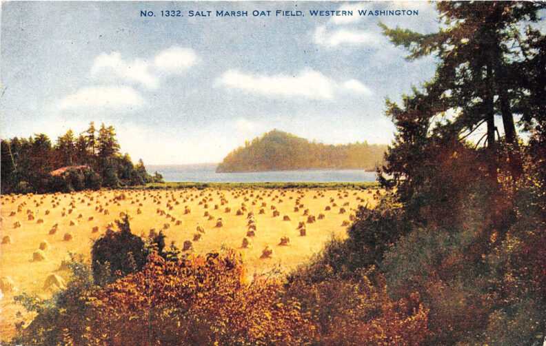 Vintage postcard showing oats harvested in a Western Washington field, circa 1907