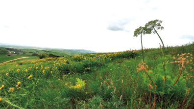 native wildflowers bloom on the Dave Skinner Ecological Preserve