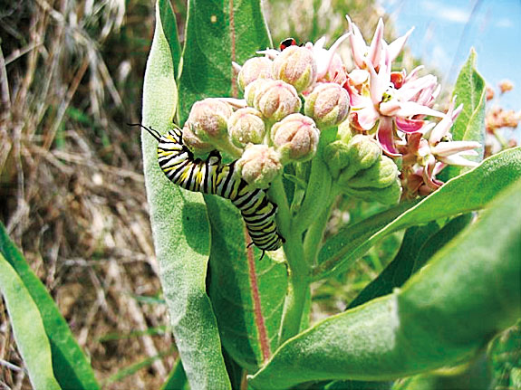caterpillar feeds on a native blossom at the WSU Arboretum