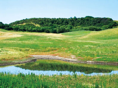 Pond and native plants with WSU Magpie Forest in the background