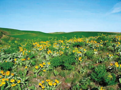 balsamroot and other plants at the WSU Kramer Prairie Ecological Reserve