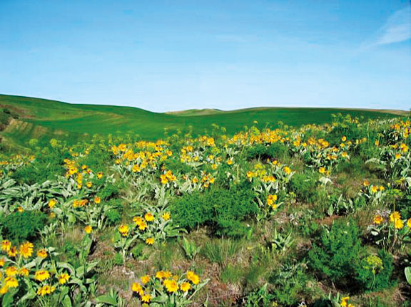 balsamroot and other plants at the WSU Kramer Prairie Ecological Reserve