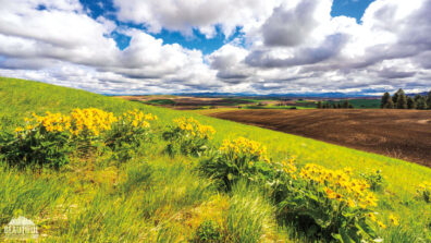 yellow balsamroot blooming on a slope of Kamiak Butte