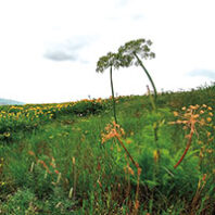 Wildflowers and grasses at the Dave Skinner Ecological Preserve