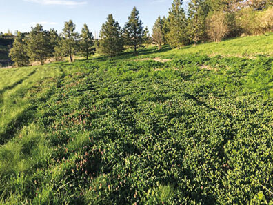 Native plants with trees in the background at Conservation Park in Pullman
