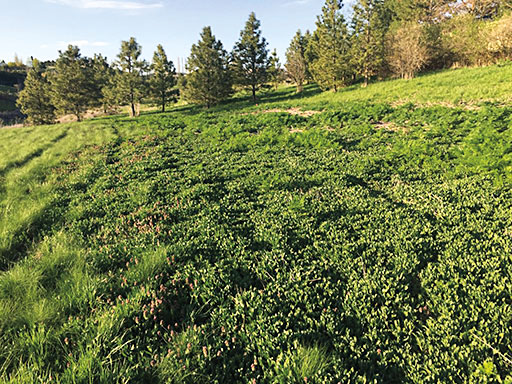 Native plants with trees in the background at Conservation Park in Pullman