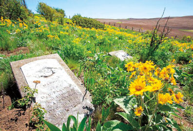 Native wildflowers bloom next to a gravestone at Whelan Cemetery