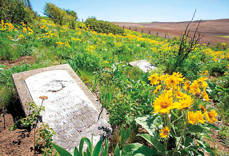 Native wildflowers bloom next to a gravestone at Whelan Cemetery