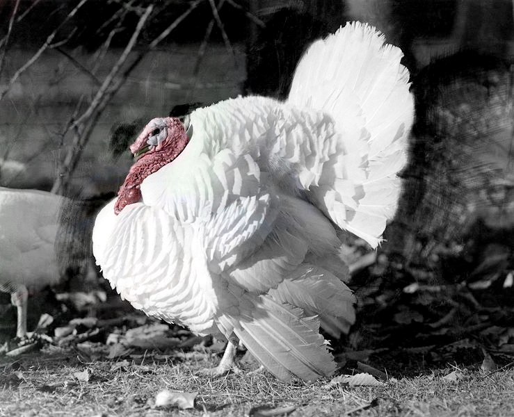 Beltsville Small White turkey