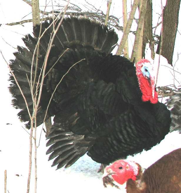 Black Spanish turkey