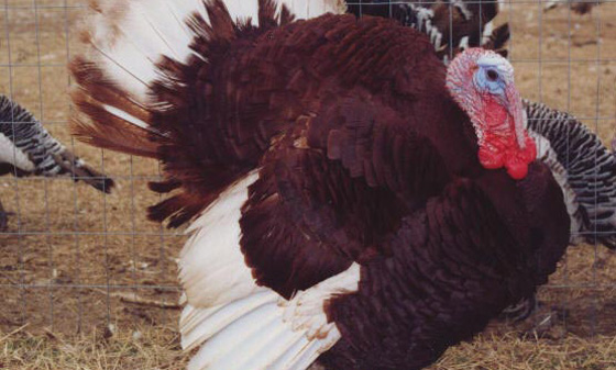 Bourbon Red turkey