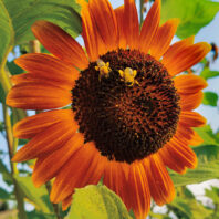 An orange sunflower bloom with two bees on it