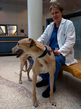 Jacob, a Pullman-area greyhound