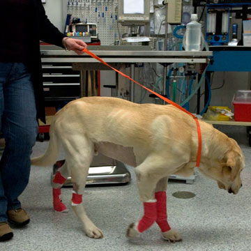 Murray, a six-year-old yellow lab