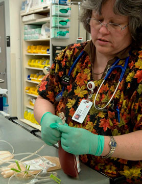 Margaret Carmody, a veterinary specialist