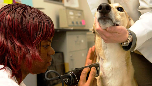 Third-year veterinary student Mashawn Orth