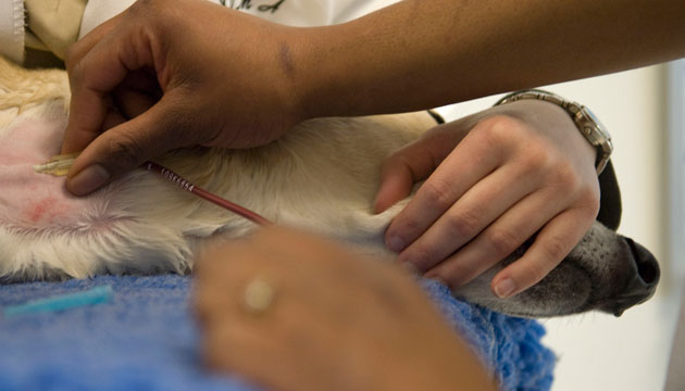 Tapping into Jacob's jugular vein