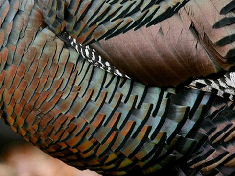 turkey feathers