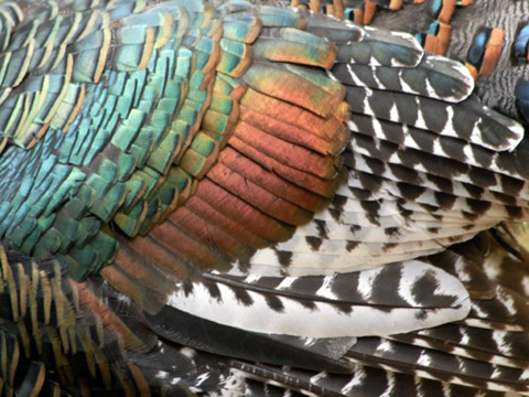 turkey feathers closeup