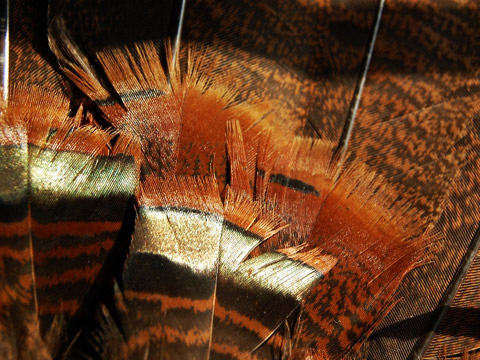 turkey feathers closeup