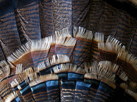 turkey feathers closeup