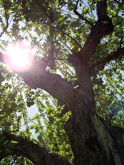 One of the 12 original apple trees planted in 1867 on mission land granted by Kamiakin