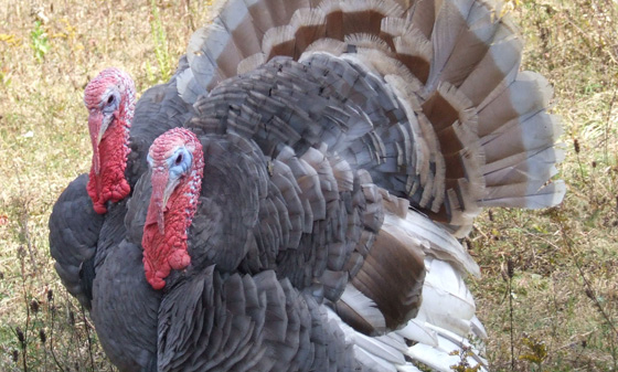 Lilac or Lavender turkey