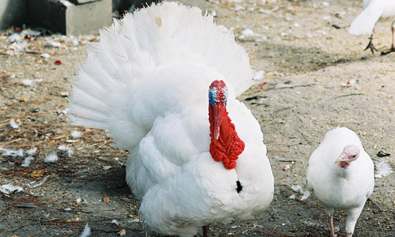 Midget White turkey