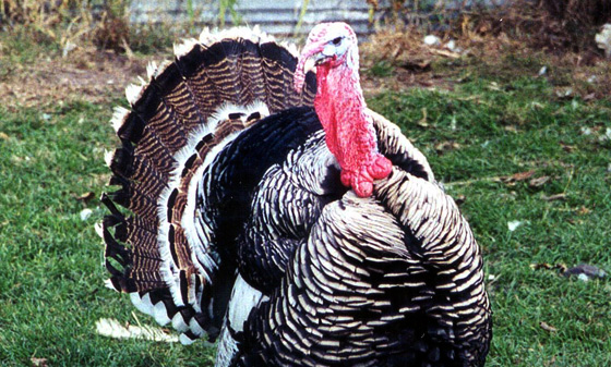 Narragansett turkey