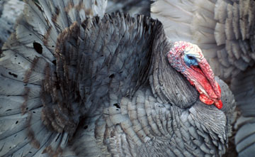 Slate or Blue Slate turkey